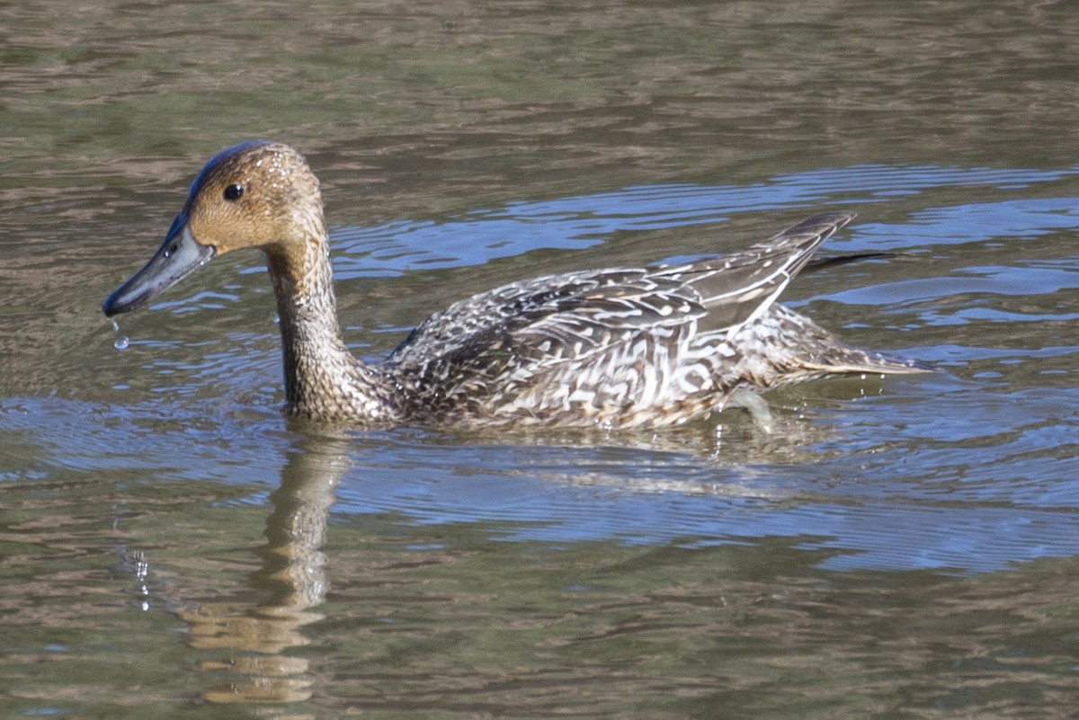 Northern Pintail - ML645603523