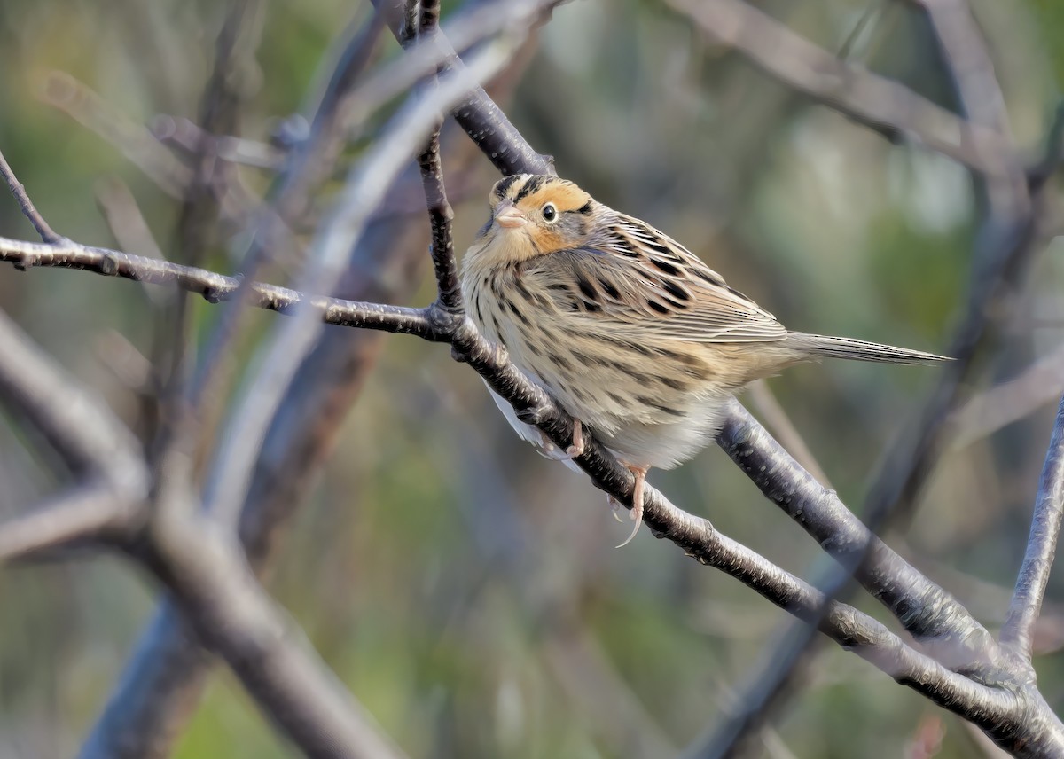 LeConte's Sparrow - ML645603526