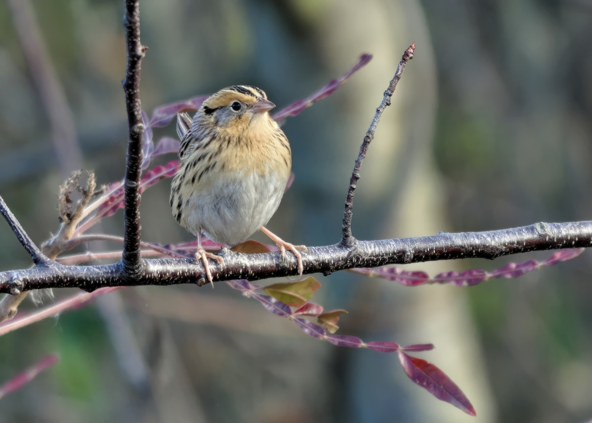 LeConte's Sparrow - ML645603527