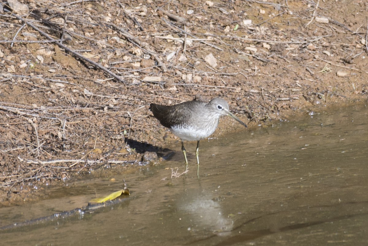 Green Sandpiper - ML645603528