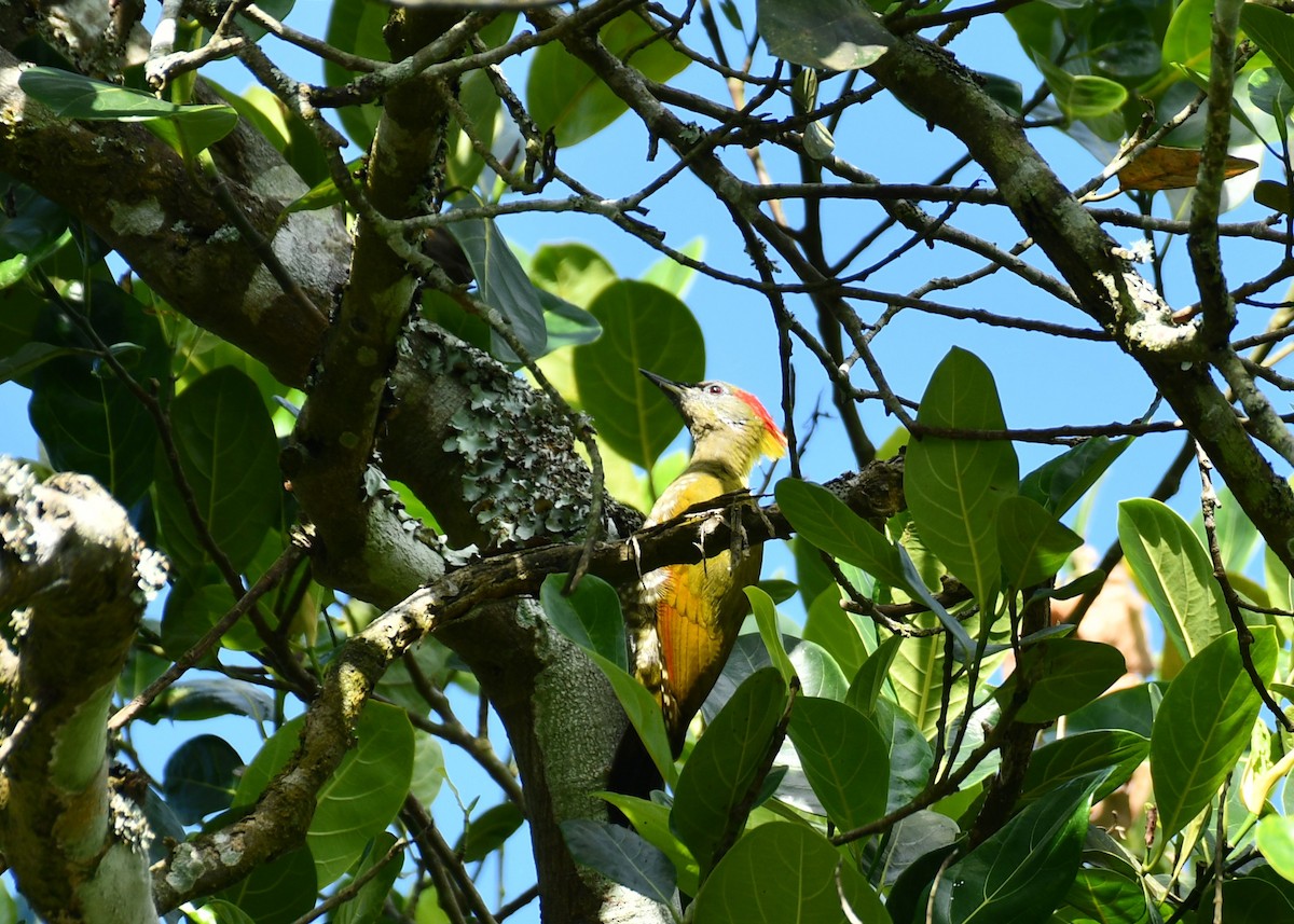 ildnakkespett - ML645603529