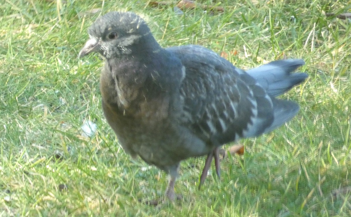 野鴿(野化) - ML645603531