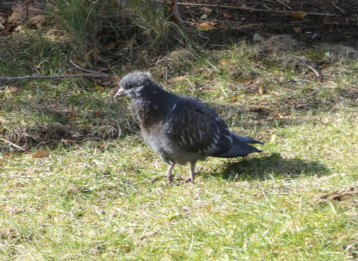 野鴿(野化) - ML645603532