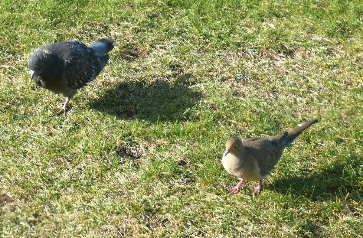 野鴿(野化) - ML645603533