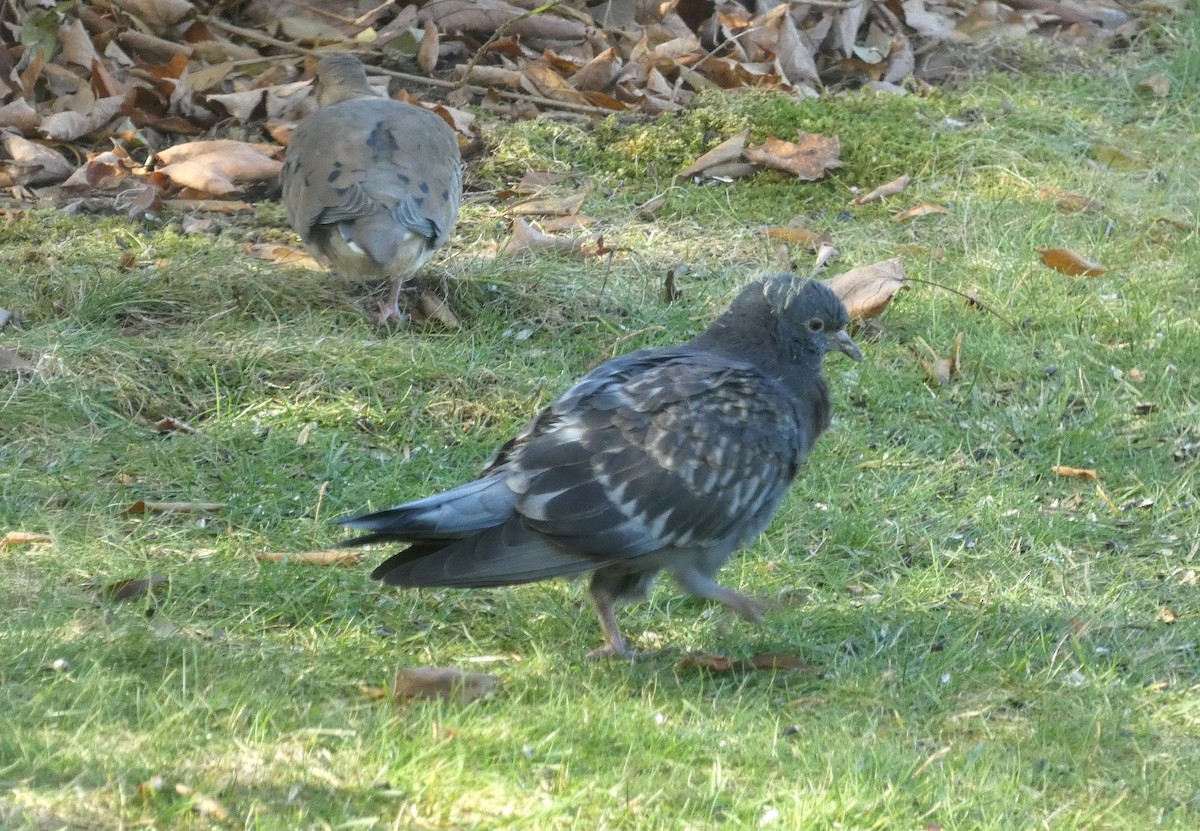 野鴿(野化) - ML645603534