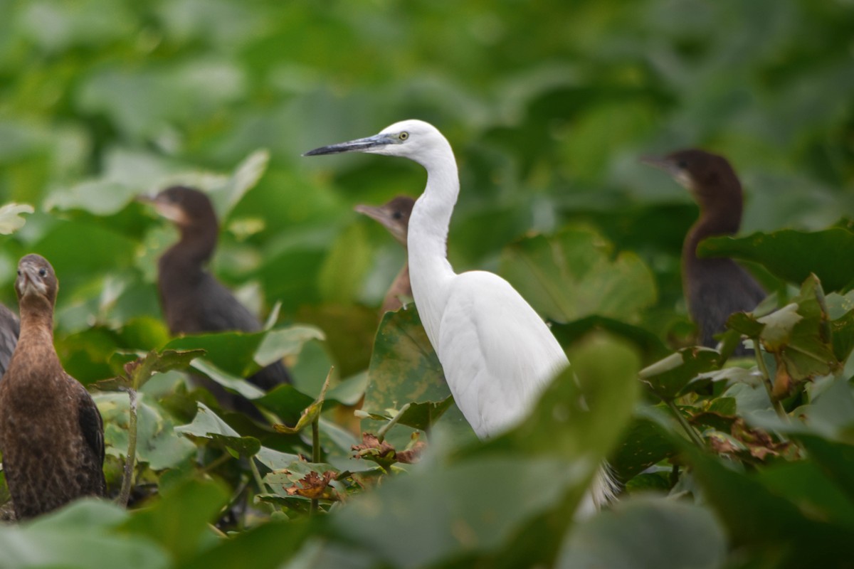 Little Egret - ML645603535