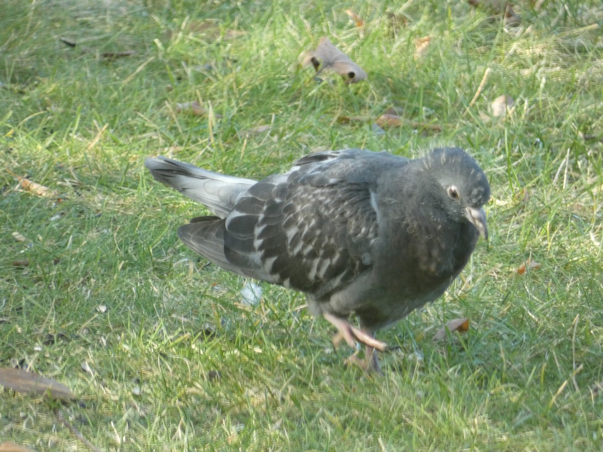 野鴿(野化) - ML645603536