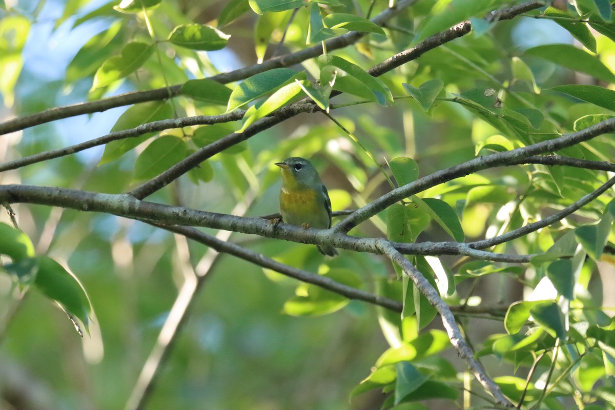 Northern Parula - ML645603538