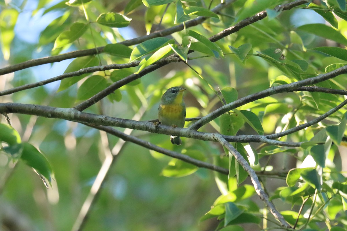 Northern Parula - ML645603539