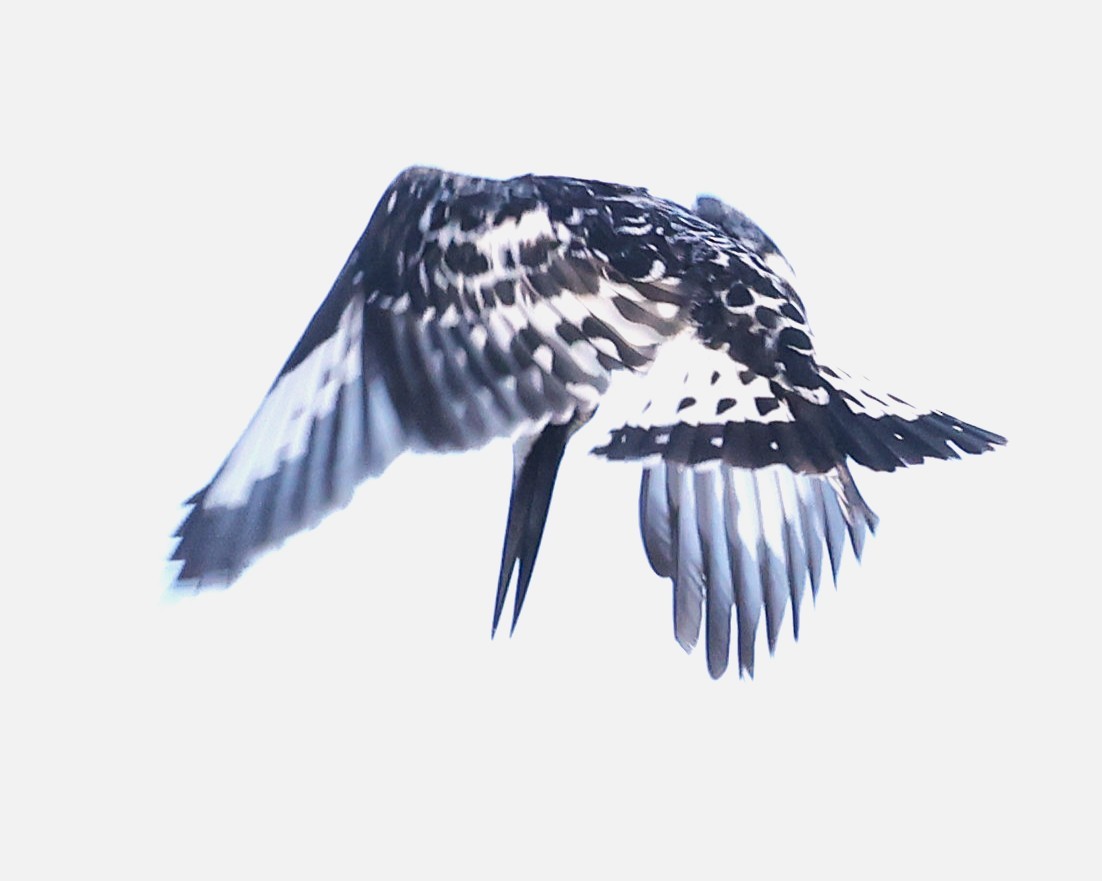 Pied Kingfisher - ML645603554