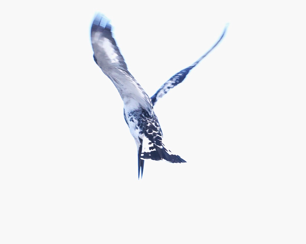 Pied Kingfisher - ML645603555