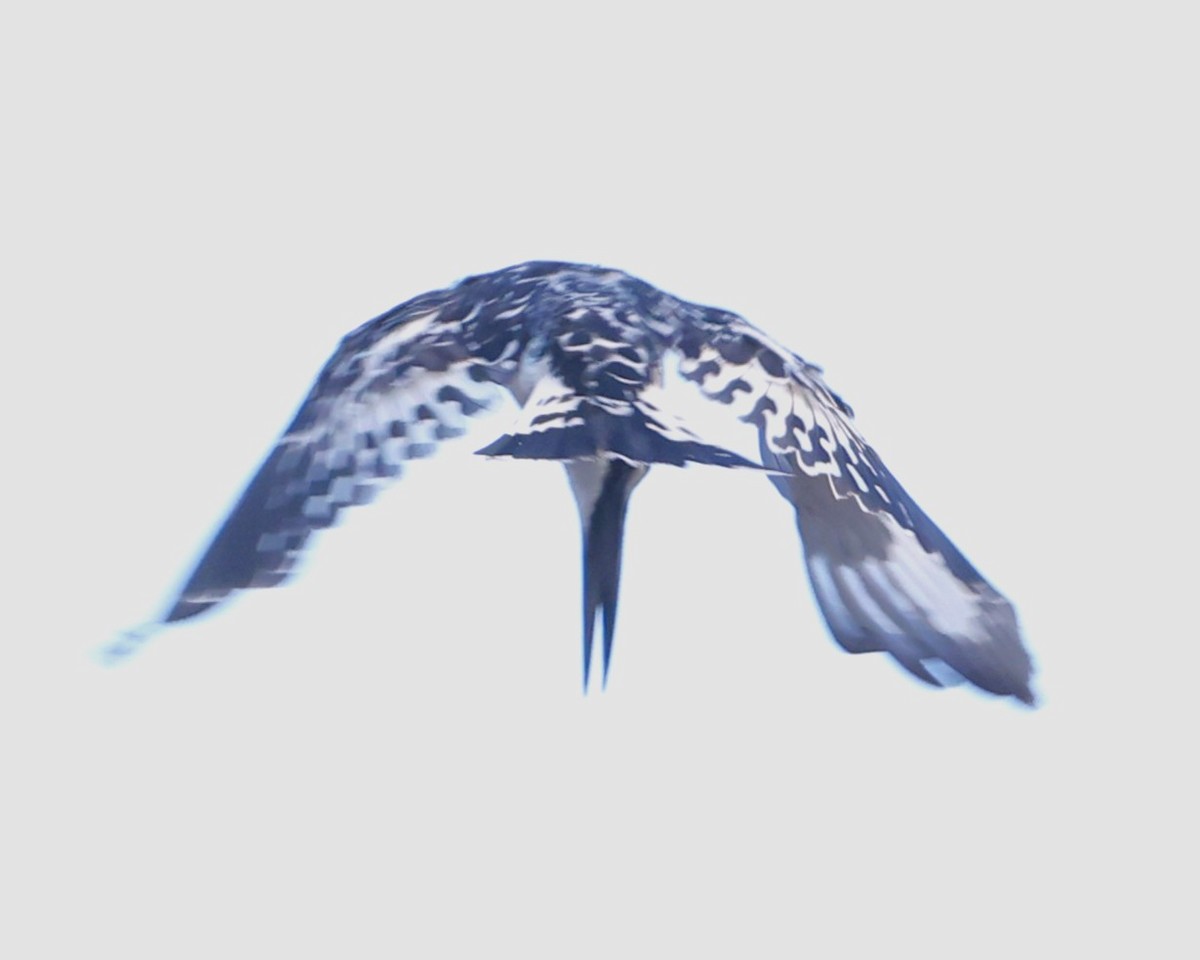 Pied Kingfisher - ML645603556