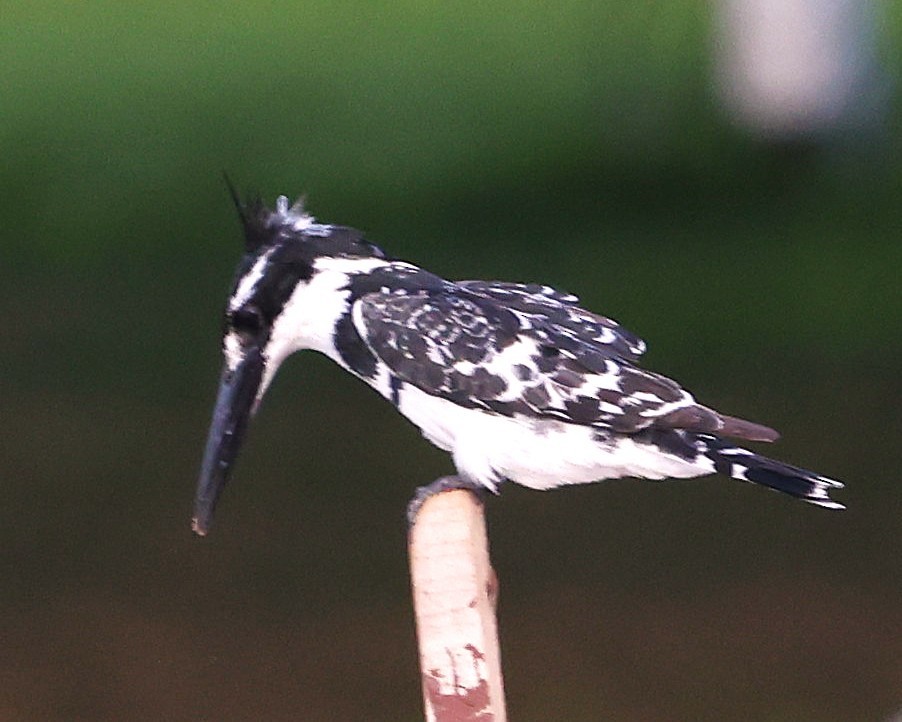 Pied Kingfisher - ML645603557