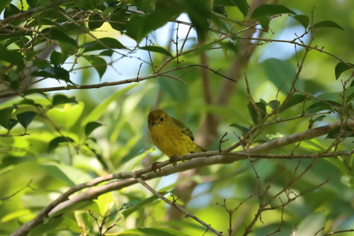 Mangrove Yellow Warbler - ML645603558