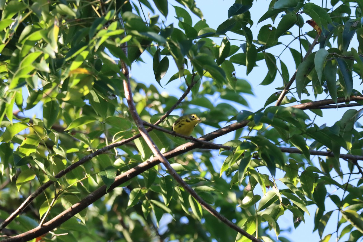 Prairie Warbler - ML645603570
