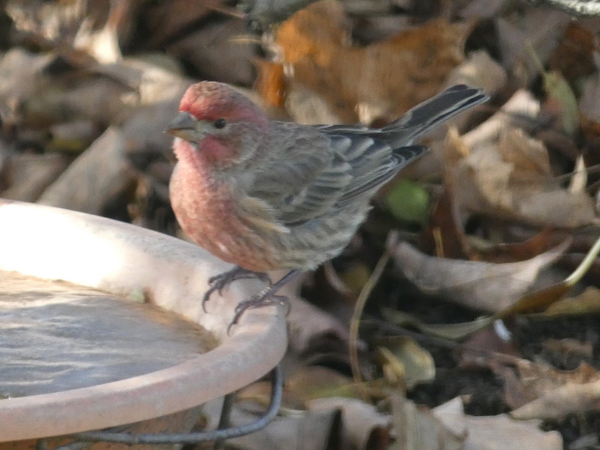 House Finch - ML645603571