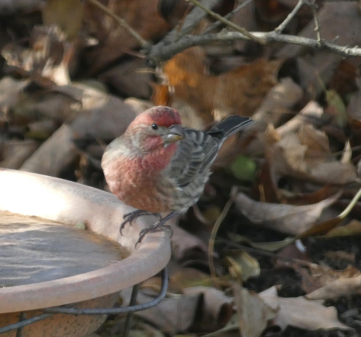 House Finch - ML645603572