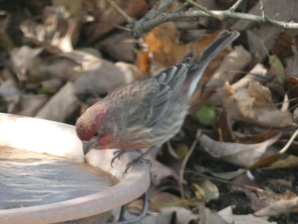 House Finch - ML645603573