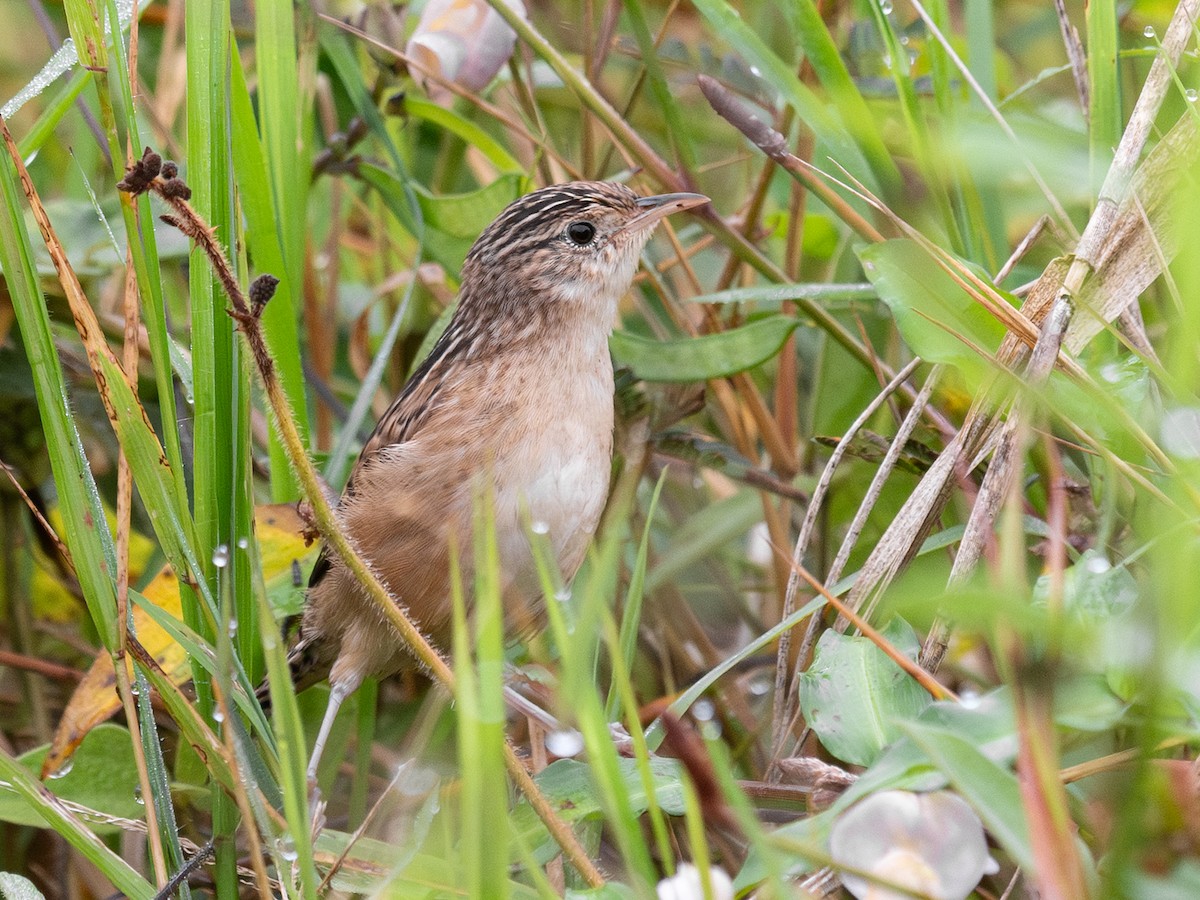 Grass Wren - ML645603581