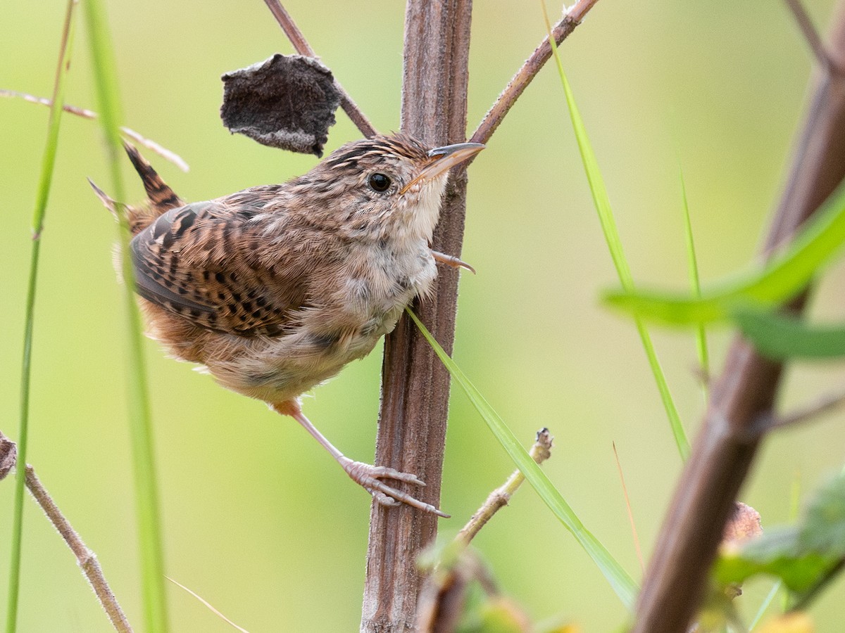 Grass Wren - ML645603582