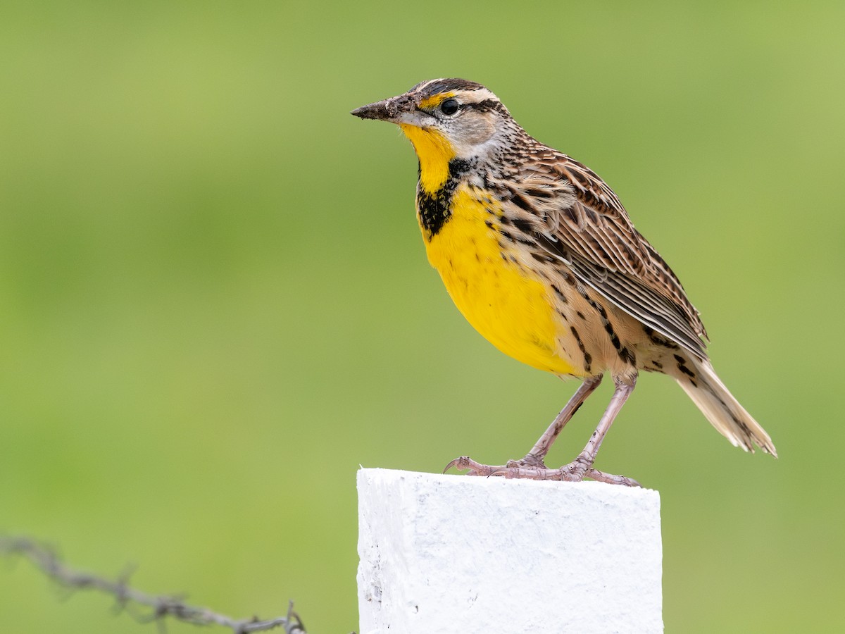 Eastern Meadowlark - ML645603583