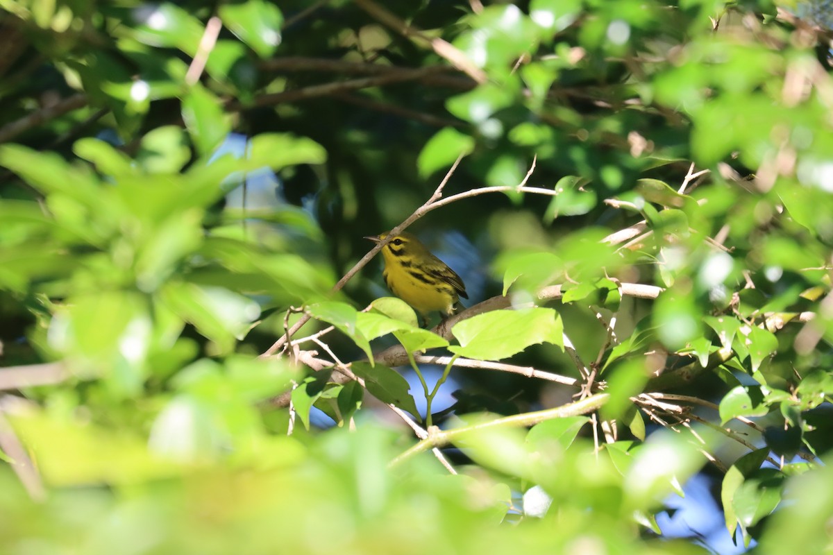 Prairie Warbler - ML645603584