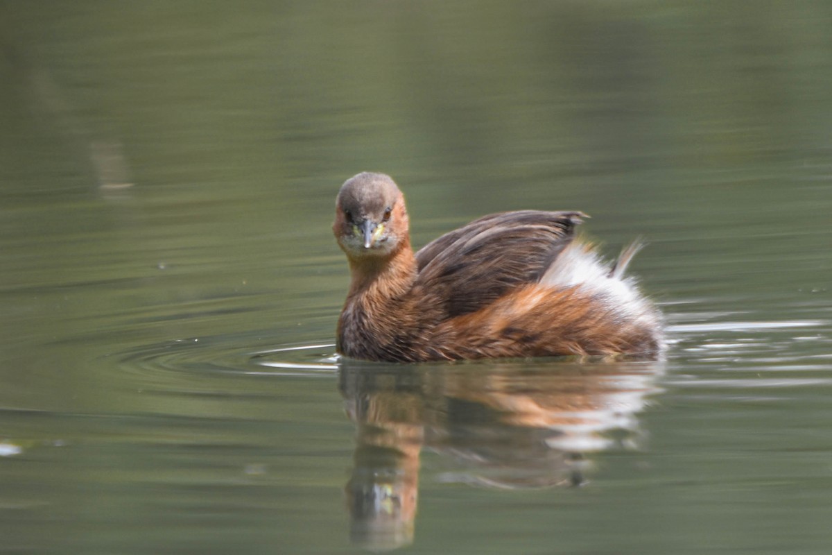 Little Grebe - ML645603586