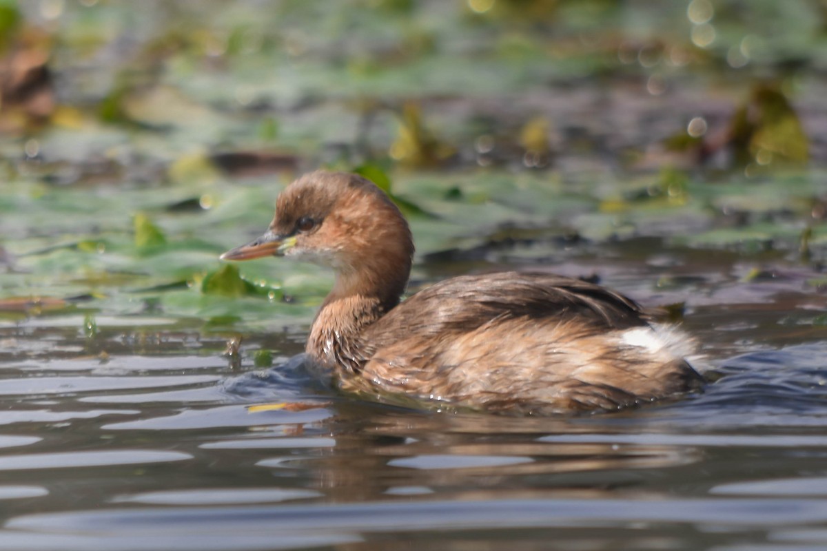 Little Grebe - ML645603587
