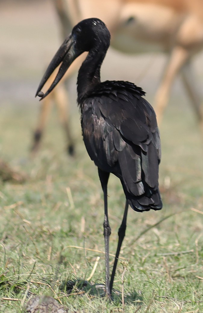 クロスキハシコウ - ML645603589