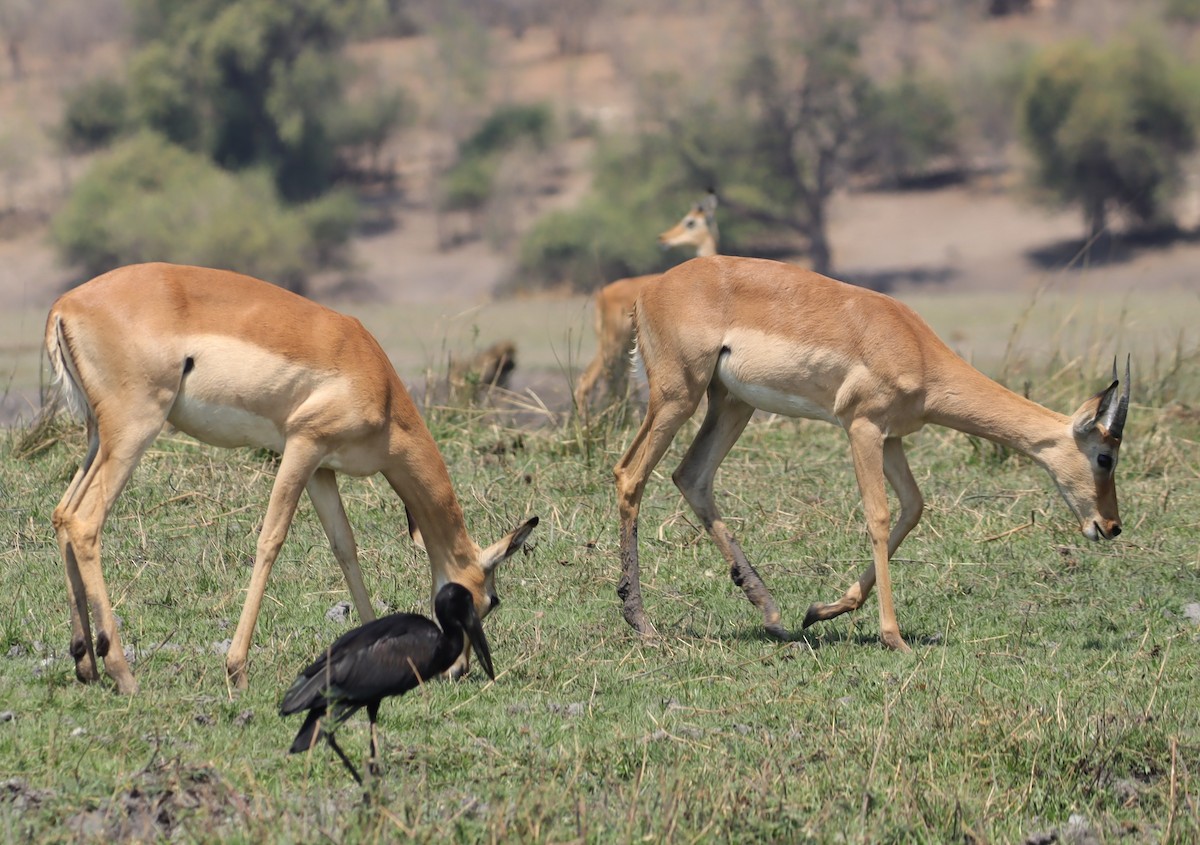 クロスキハシコウ - ML645603590