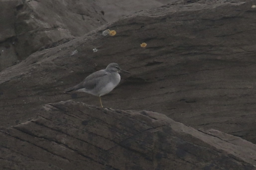 Wandering Tattler - ML645603591