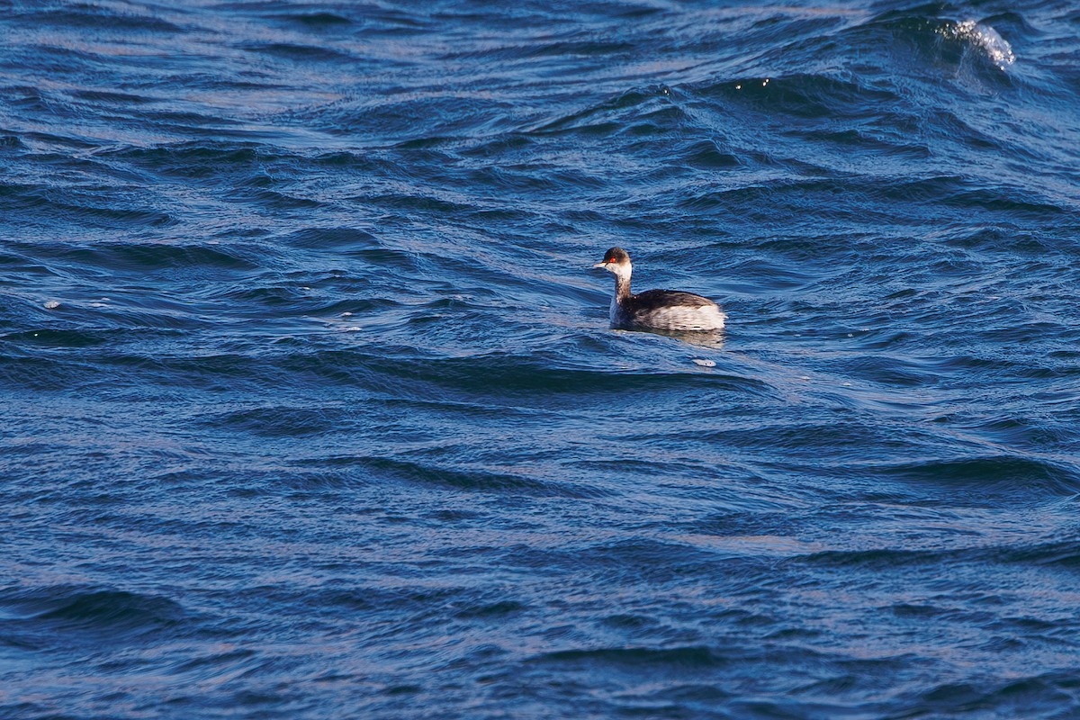 Schwarzhalstaucher - ML645603594