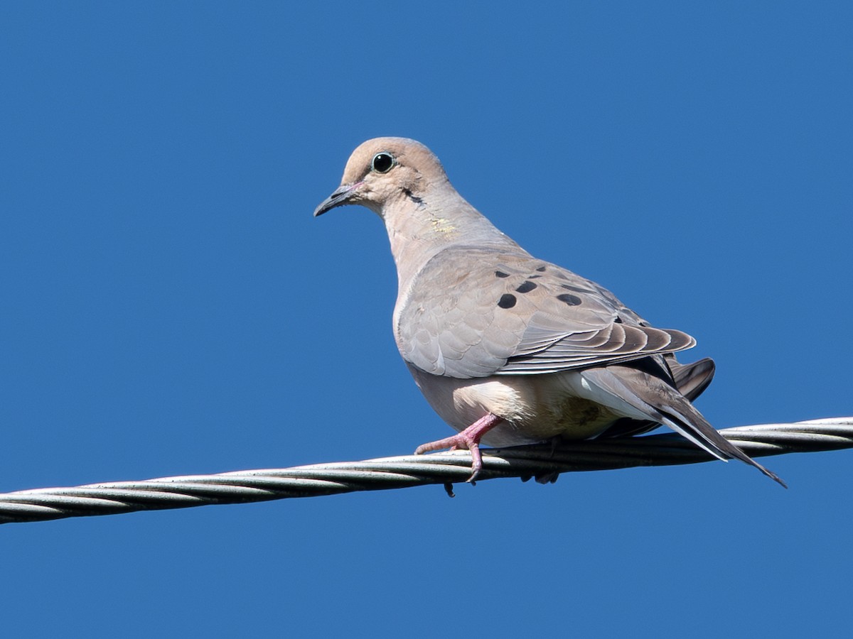 Mourning Dove - ML645603598