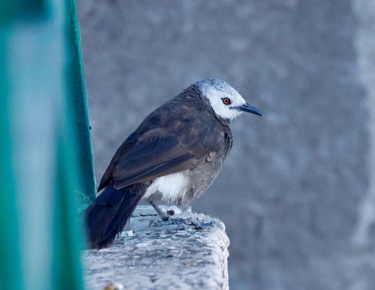 White-rumped Babbler - ML645603609