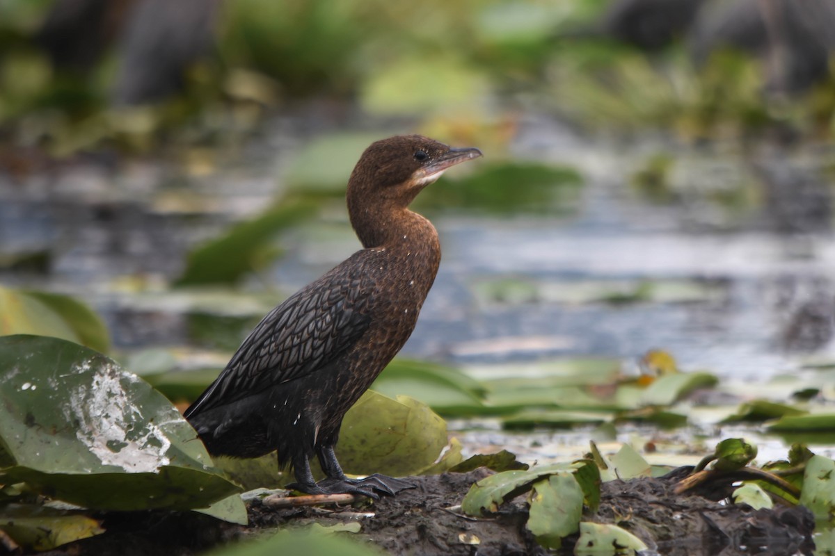 Ubarroi txikia - ML645603610