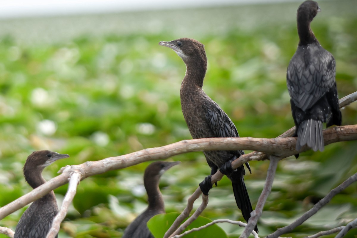 Ubarroi txikia - ML645603611