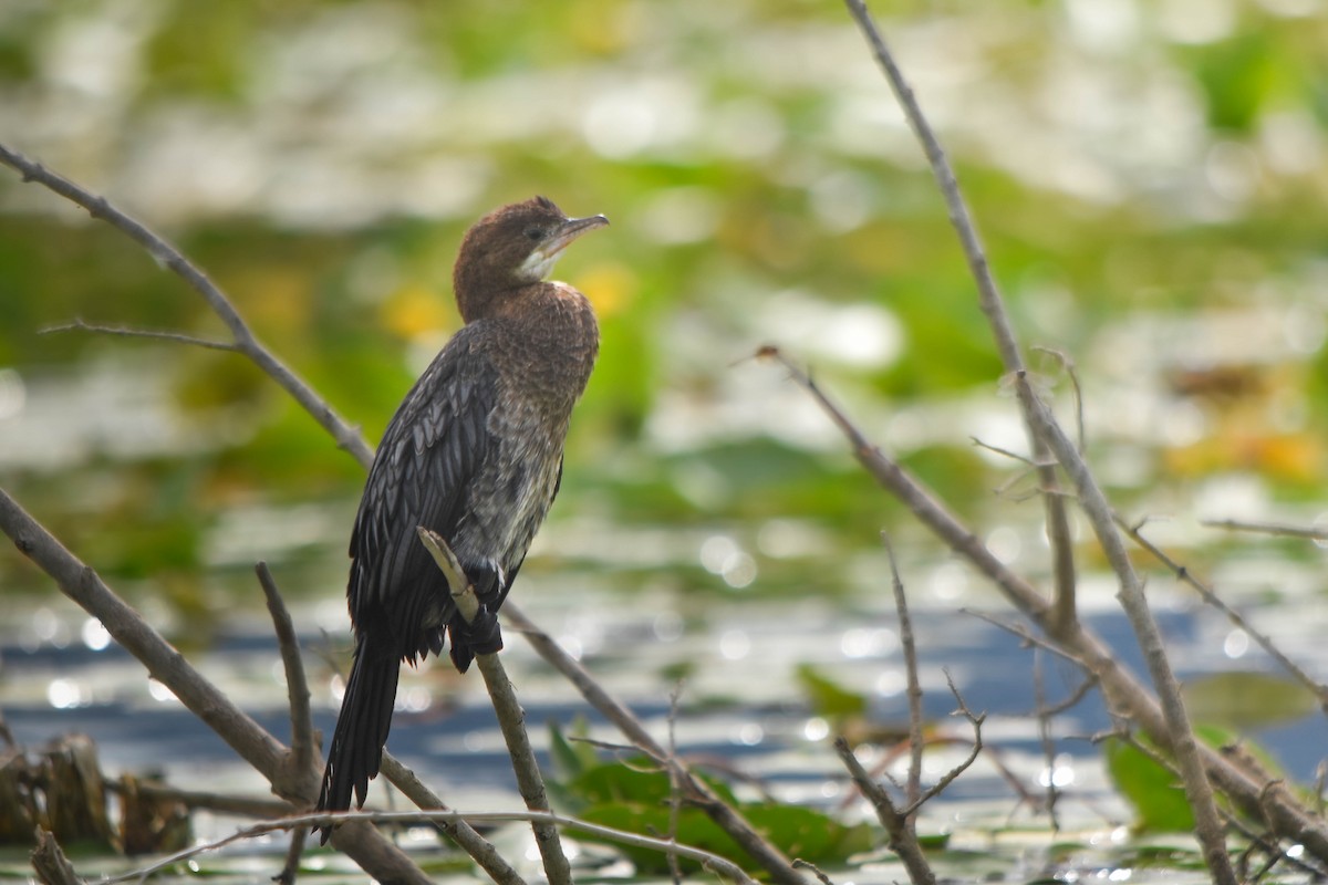 Ubarroi txikia - ML645603612