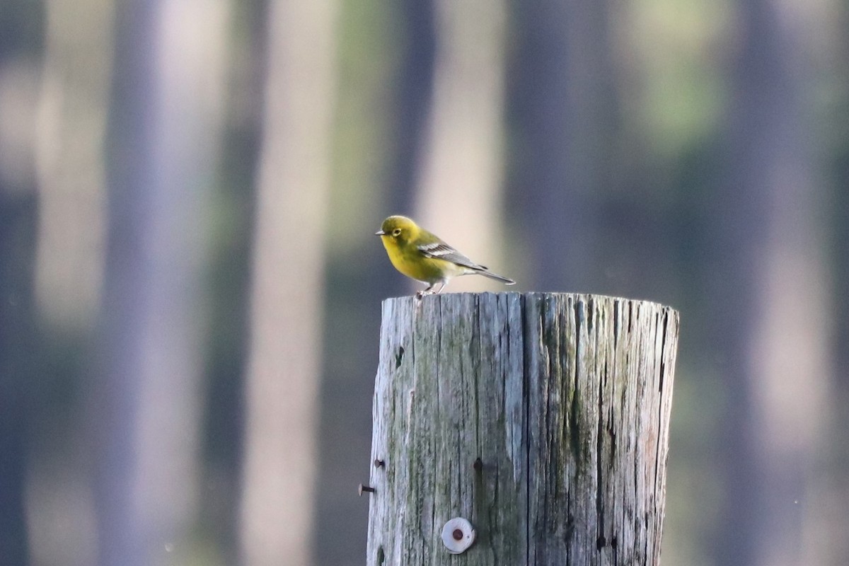 סבכון אורנים - ML645603615