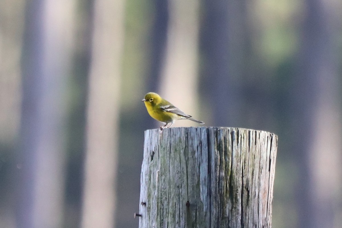 סבכון אורנים - ML645603616