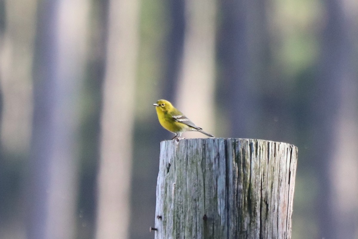סבכון אורנים - ML645603617