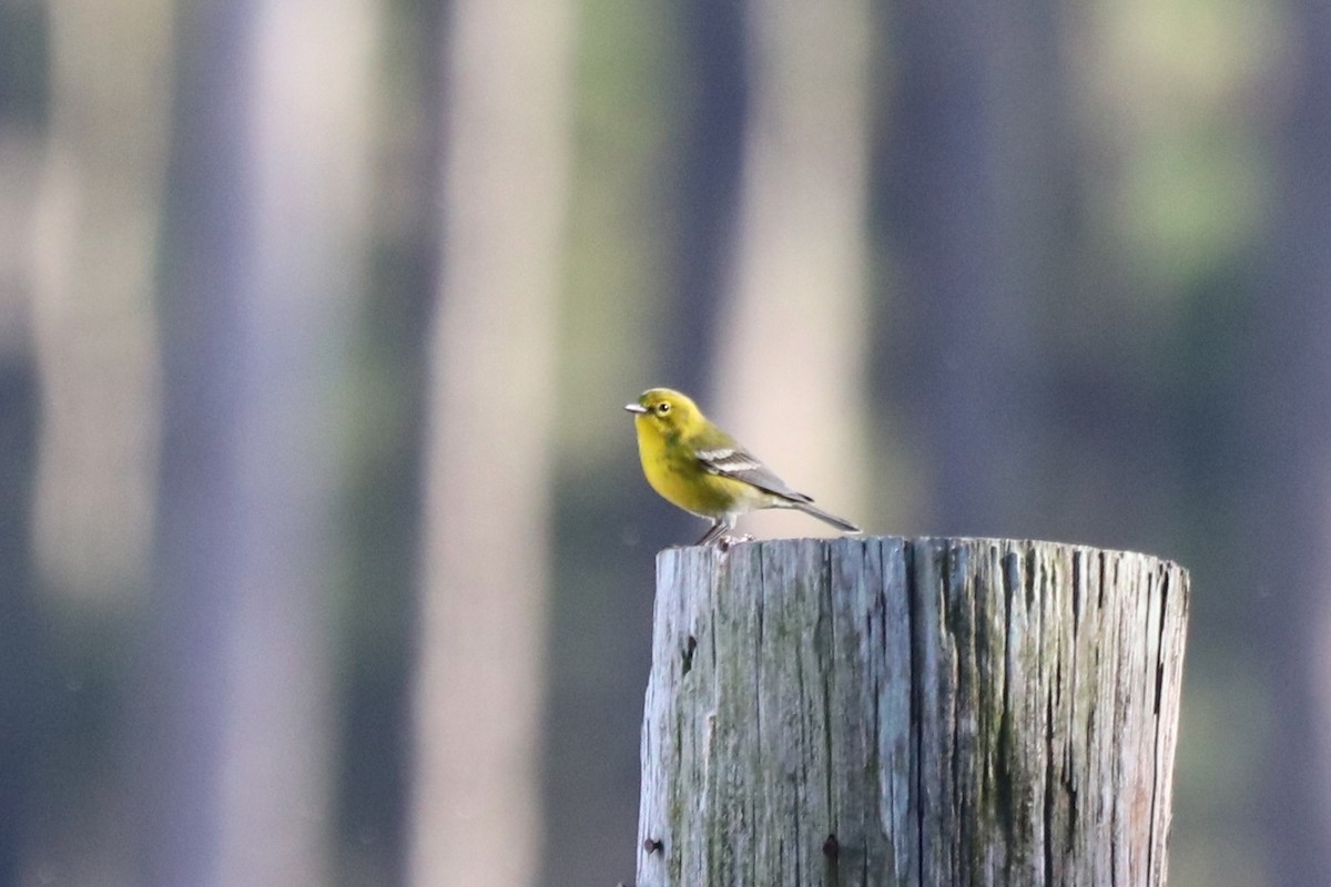 סבכון אורנים - ML645603618