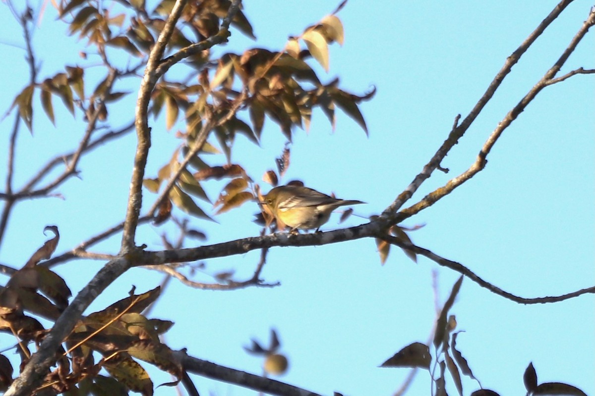 סבכון אורנים - ML645603619