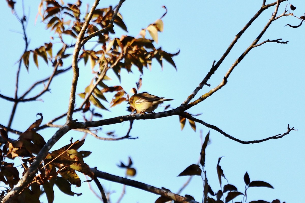 סבכון אורנים - ML645603620