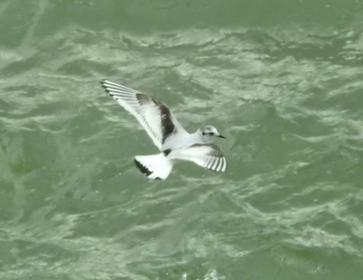 Little Gull - ML645603621