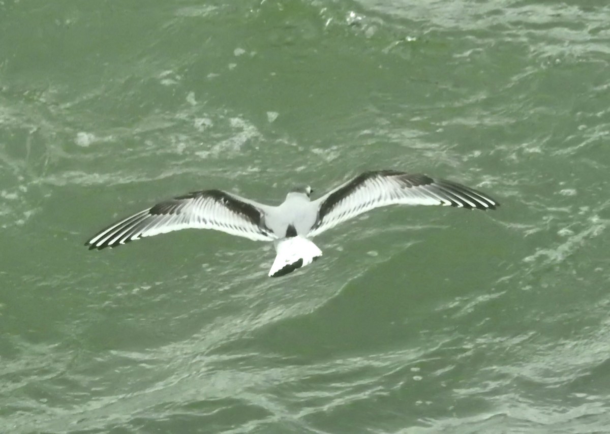 Little Gull - ML645603622