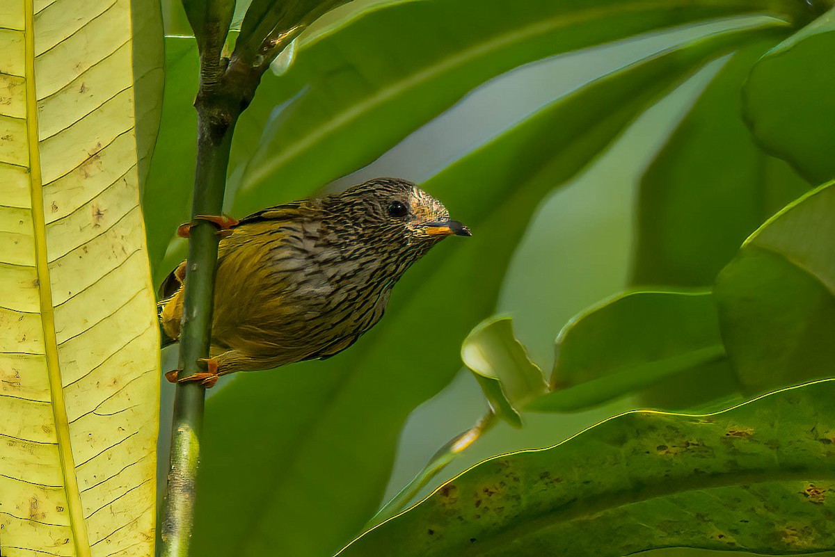 Пестрогрудая хилия - ML645603632