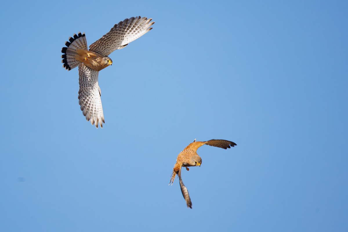 Пустельга - ML645603634