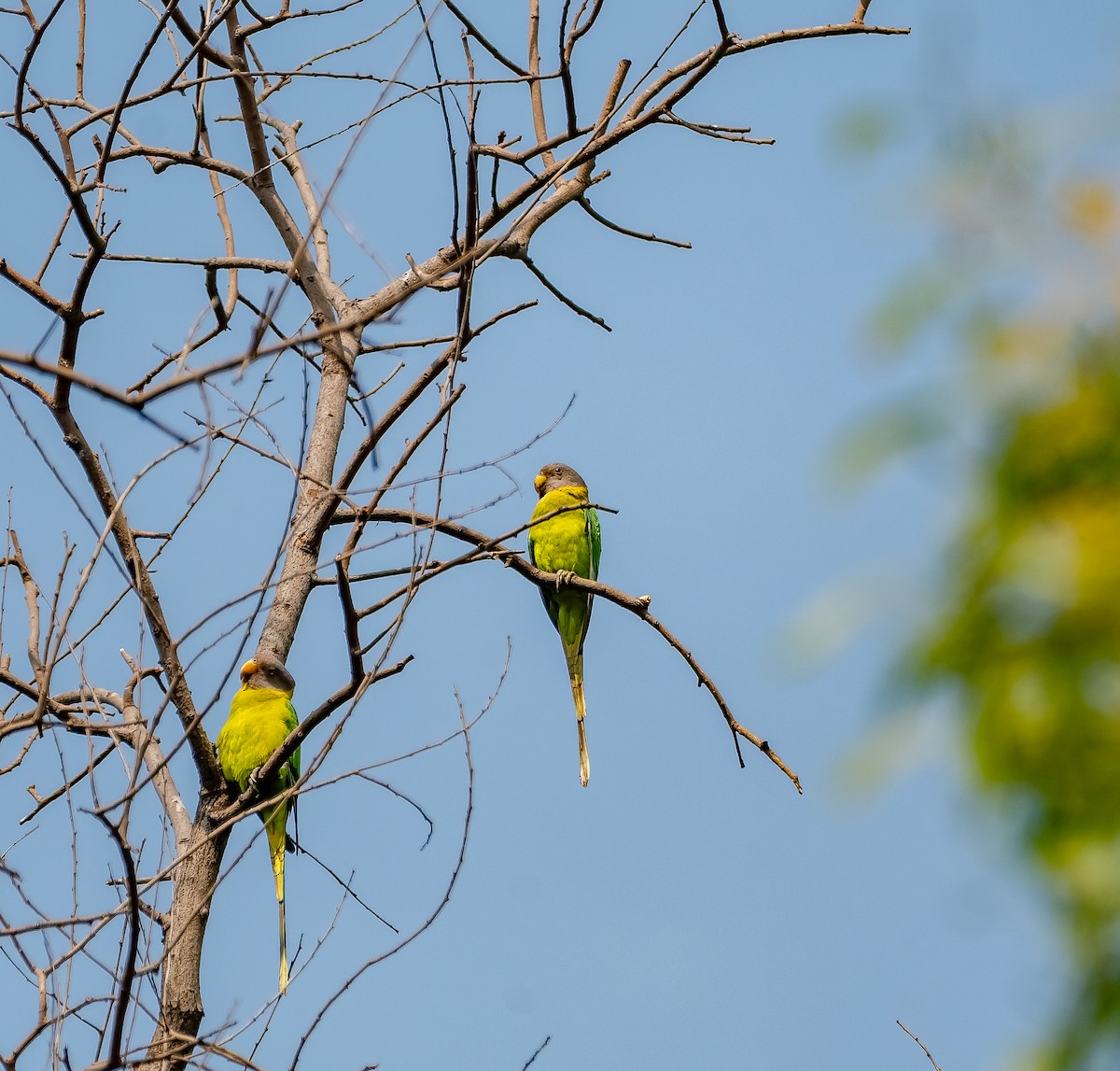 Сливоголовый кольчатый попугай - ML645603635