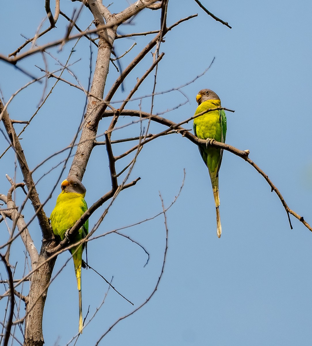 Сливоголовый кольчатый попугай - ML645603636