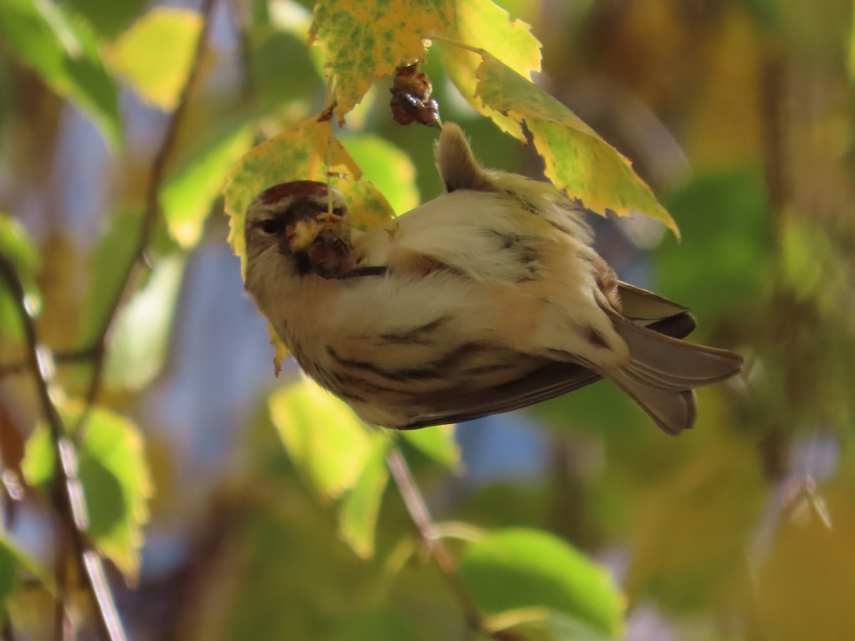 gråsisik (cabaret) (brunsisik) - ML645603637